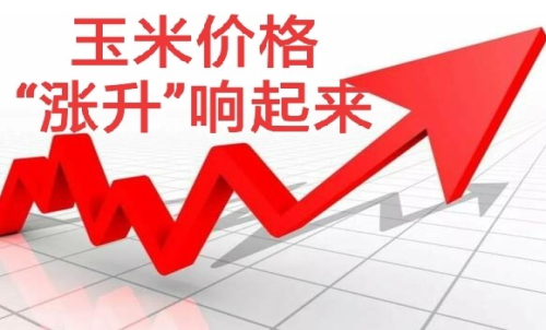 做玉米期貨盈利難嗎？玉米期貨漲5
